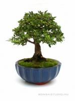 Ulmus parvifolia- Kínai szil 10B (10 cm-es tálban)
