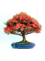 Rhododendron indicum 'Kinsai', hokidachi, 45cm-es bonsai