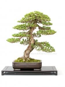 Pinus parviflora 'Kokonoe', 70 cm-es bonsai