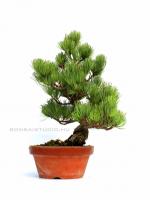 Pinus parviflora bonsai előanyag 04.