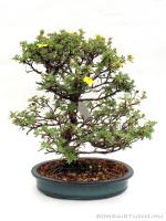 Potentilla fruticosa bonsai 01.