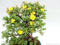 Potentilla fruticosa bonsai 01.}