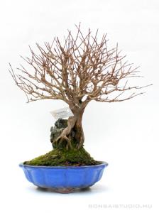 Punica granatum - Gránátalma bonsai 05.