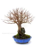 Punica granatum - Gránátalma bonsai 05.