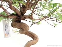 Premna japonica bonsai 01.