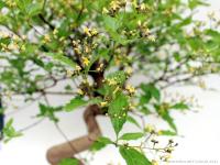 Premna japonica bonsai 01.