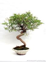 Premna japonica bonsai 01.}