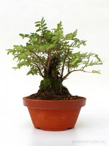 Loniceria nitida pre bonsai 02.