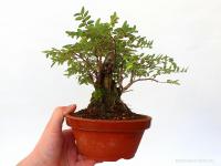Loniceria nitida pre bonsai 02.