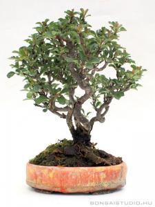 Chaenomeles japonica shohin bonsai 01.
