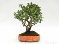Chaenomeles japonica shohin bonsai 01.}