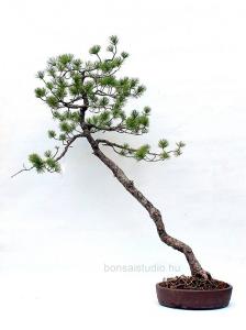 Pinus parviflora yamadori bonsai előanyag 01.