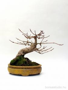 Mezei juhar shohin bonsai