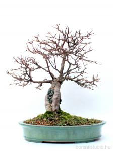 Acer buergerianum bonsai sekijoju stílusban