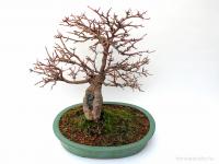 Acer buergerianum bonsai sekijoju stílusban}