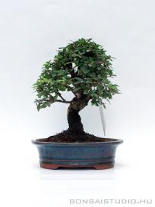 Zelkova nire bonsai 01.