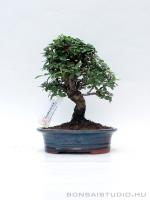 Zelkova nire bonsai 01.