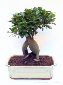 Ficus ginseng bonsai mázas tálban 02.