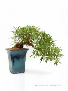 Ficus sikkimensis kaszkád bonsai stílusban