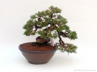 Juniperus chinensis 'Itoigawa' shohin bonsai 04.