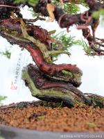 Juniperus chinensis 'Itoigawa' shohin bonsai 04.
