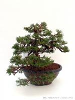 Juniperus chinensis 'Itoigawa' shohin bonsai 04.}