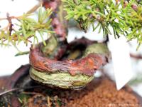 Juniperus chinensis 'Itoigawa' shohin bonsai 04.}