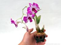 Orchidea kusamono mázas tálban 09.