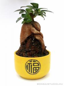 Ficus ginseng bonsai sárga kerek tálban