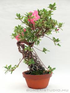 Rhododendron indicum pre bonsai 02.