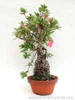 Rhododendron indicum pre bonsai 02.}