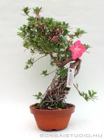 Rhododendron indicum pre bonsai 02.}