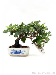 Hedera helix félkaszkád shohin bonsai