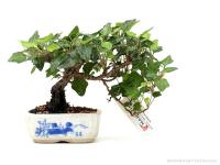 Hedera helix félkaszkád shohin bonsai