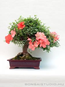Rhododendron indicum - Japán azálea bonsai - 38cm