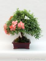 Rhododendron indicum - Japán azálea bonsai - 38cm}