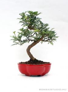 Borsfa bonsai hajlított törzzsel 01.