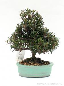 Trachelospermum  sp. shohin bonsai 03.