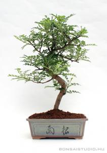 Borsfa bonsai hajlított törzzsel 02.
