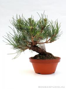 Pinus thunbergii shohin bonsai 04.