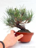 Pinus thunbergii shohin bonsai 04.
