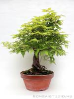 Zelkova serrata bonsai alapanyag 11.