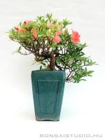Azálea bonsai mázas tálban 01.