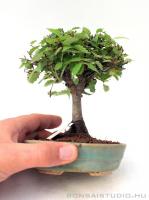 Zelkova serrata shohin bonsai 06.