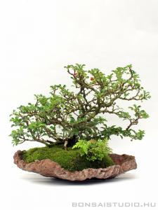 Chaenomeles japonica bonsai 01.