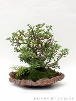 Chaenomeles japonica bonsai 01.