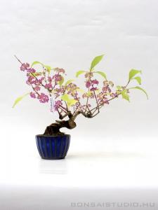 Callicarpa japonica félkaszkád shohin bonsai 03.