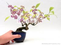 Callicarpa japonica félkaszkád shohin bonsai 03.