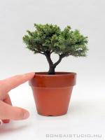 Picea jezoensis shohin pre bonsai 02.