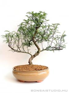 Borsfa bonsai hajlított törzzsel 03.